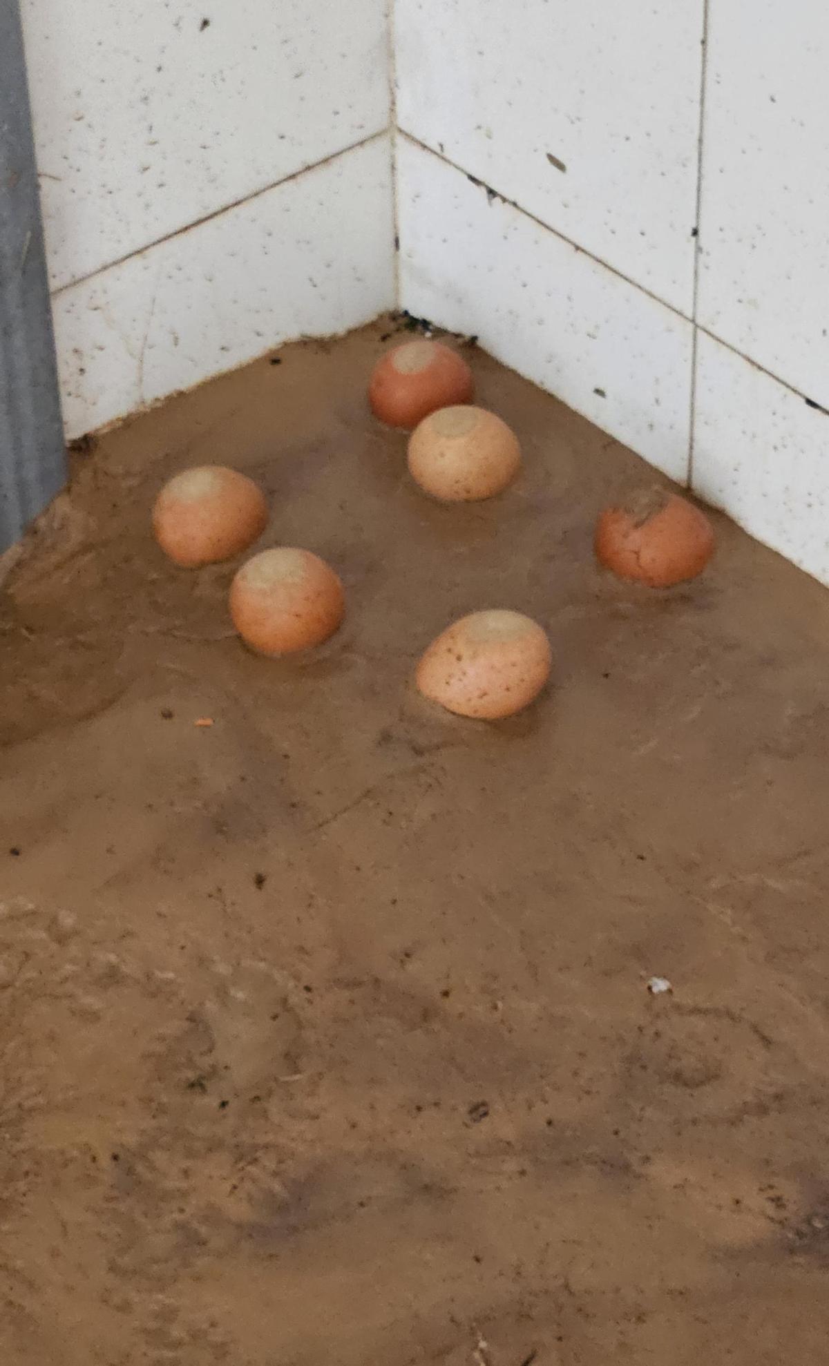La imposible imagen de media docena de huevos que llegaron flotando al taller