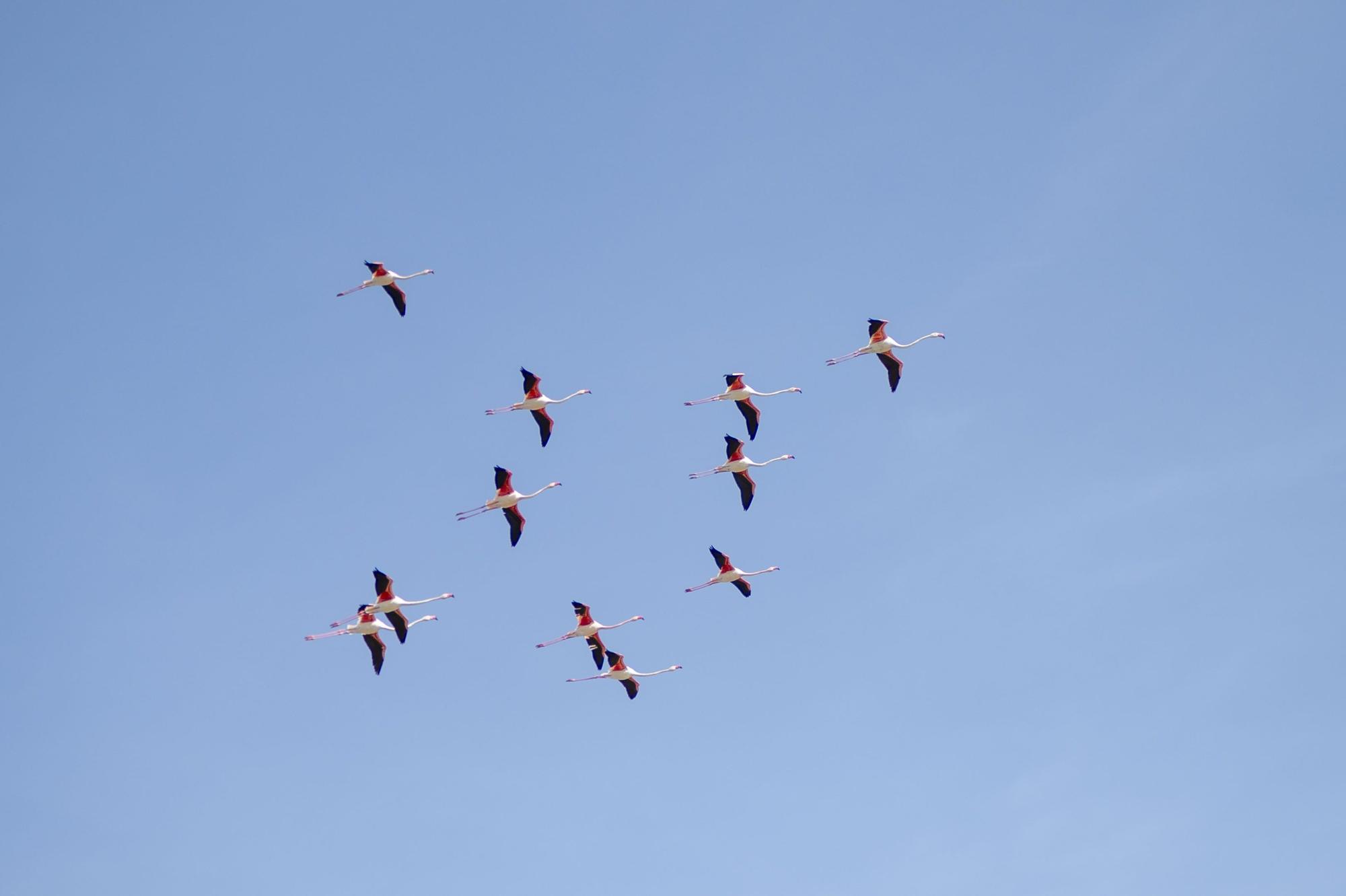 Flamencos en la Laguna de Fuente de Piedra, en abril de 2024.