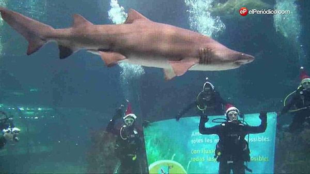 El pilot Carles Checa felicita per Nadal amb un bany entre taurons a L’Aquàrium de Barcelona.