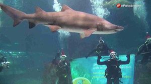 El pilot Carles Checa felicita per Nadal amb un bany entre taurons a L’Aquàrium de Barcelona.