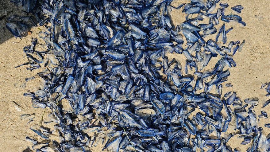 Así ha amanecido la playa de la Albufereta: teñida de azul por este organismo vivo
