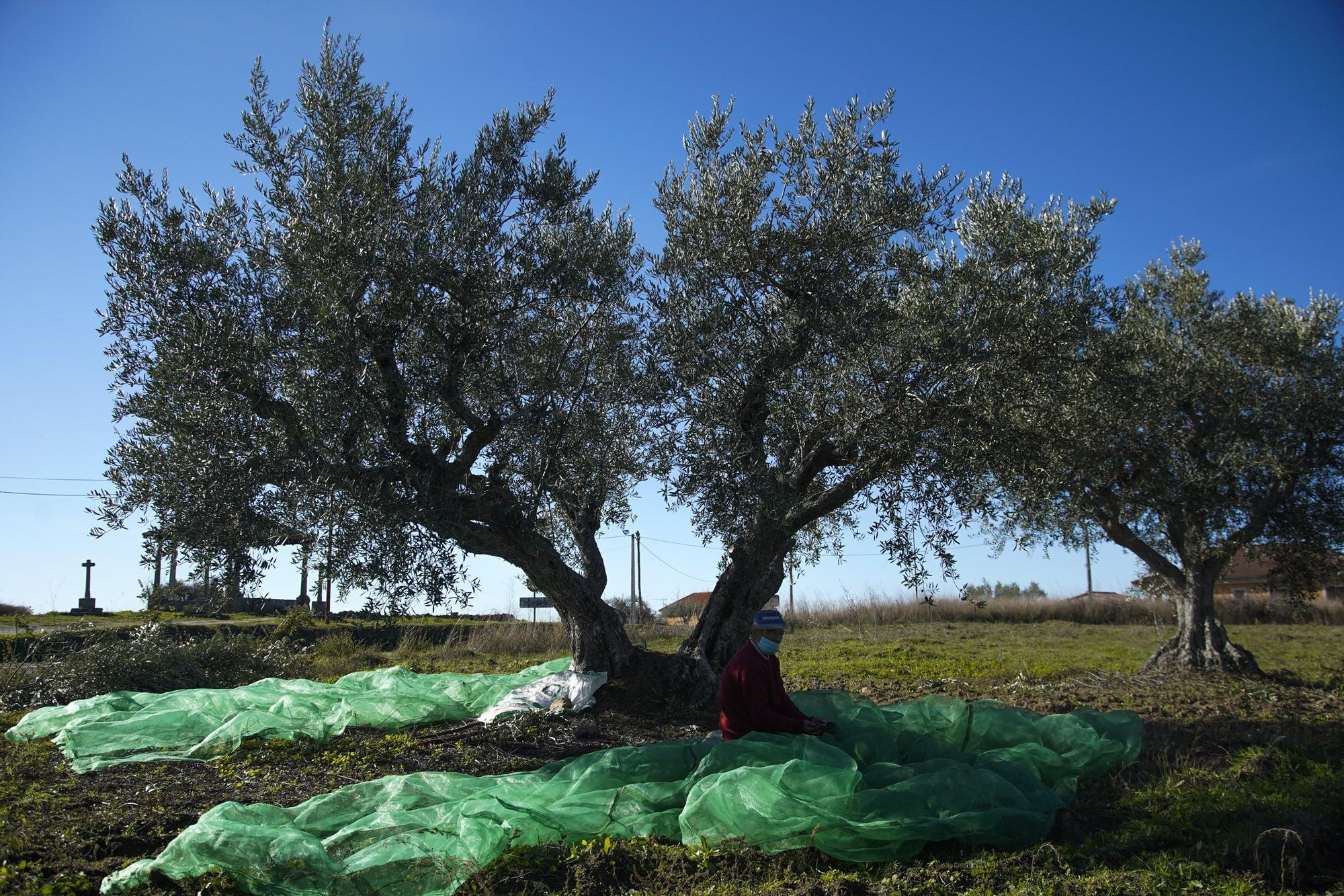 Las mejores imágenes del "cosechón" de aceitunas en Arribes