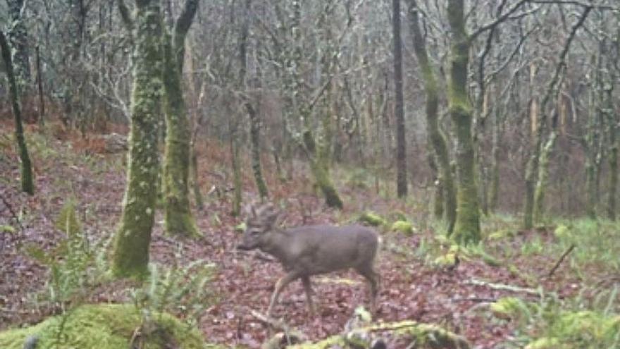 Un corzo captado por una de las cámaras de fototrampeo.   | AS BARXAS