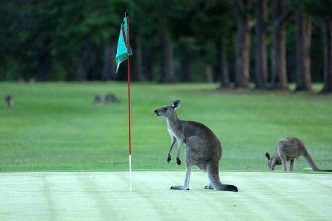Canguros jugando al golf en Australia
