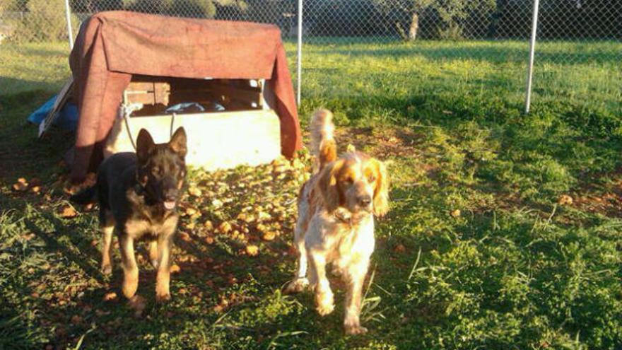 Los dos perros encontrados a principios de este mes en Sant Carles y cuyos dueños no han aparecido.