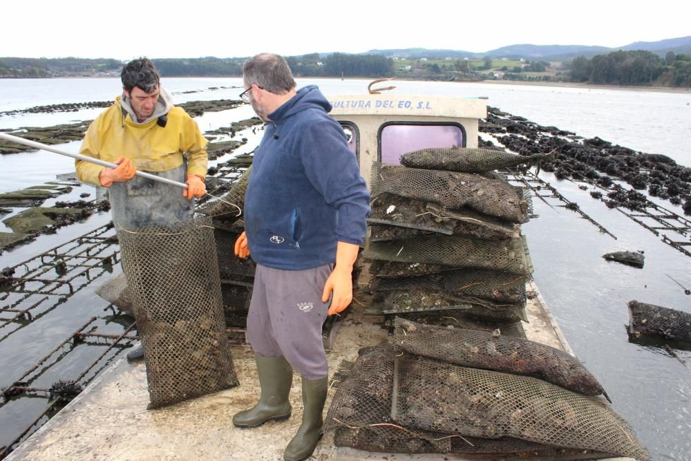 Ostras en la ría del Eo