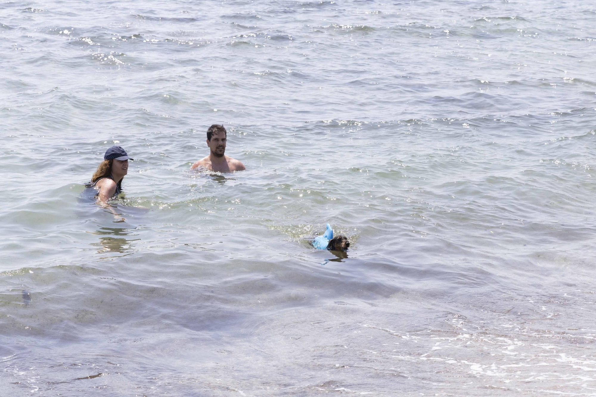 La playa canina de Agua Amarga de Alicante se queda sin servicios para perros