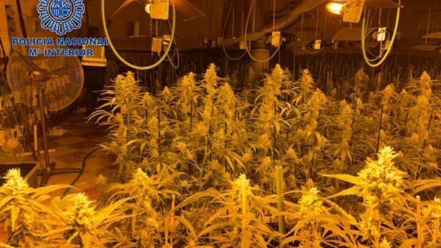 Tres detenidos por cultivar marihuana en locales cerrados por el covid
