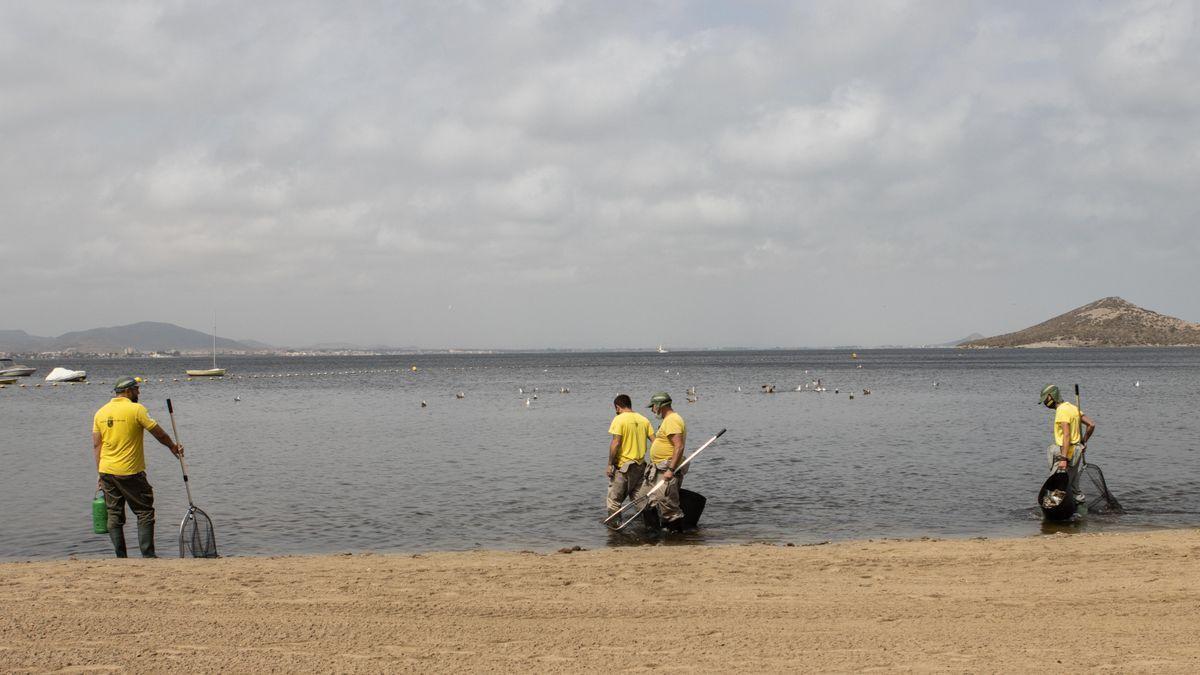 Recogida de peces en el Mar Menor.