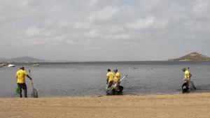 Recogida de peces en el Mar Menor.