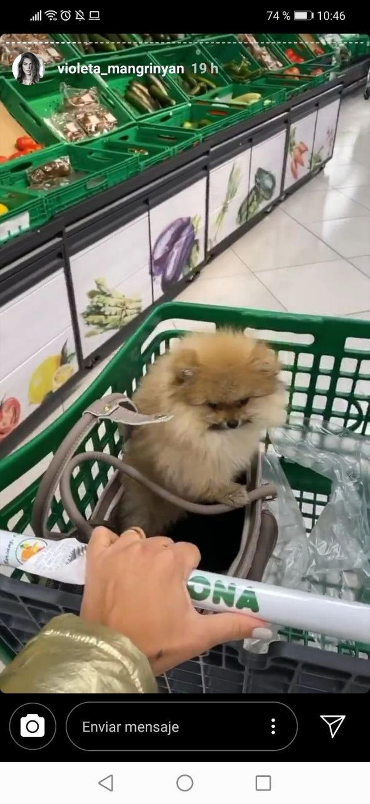 El pomerania de Violeta Mangriñán en Mercadona