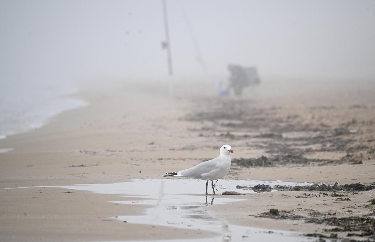 La niebla deja estampas invernales en la provincia de Alicante