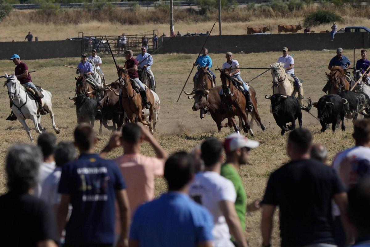 Tradición y espectación en el arranque de los espantes de Fuentesaúco Tradición y espectación en el arranque de los espantes de Fuentesaúco