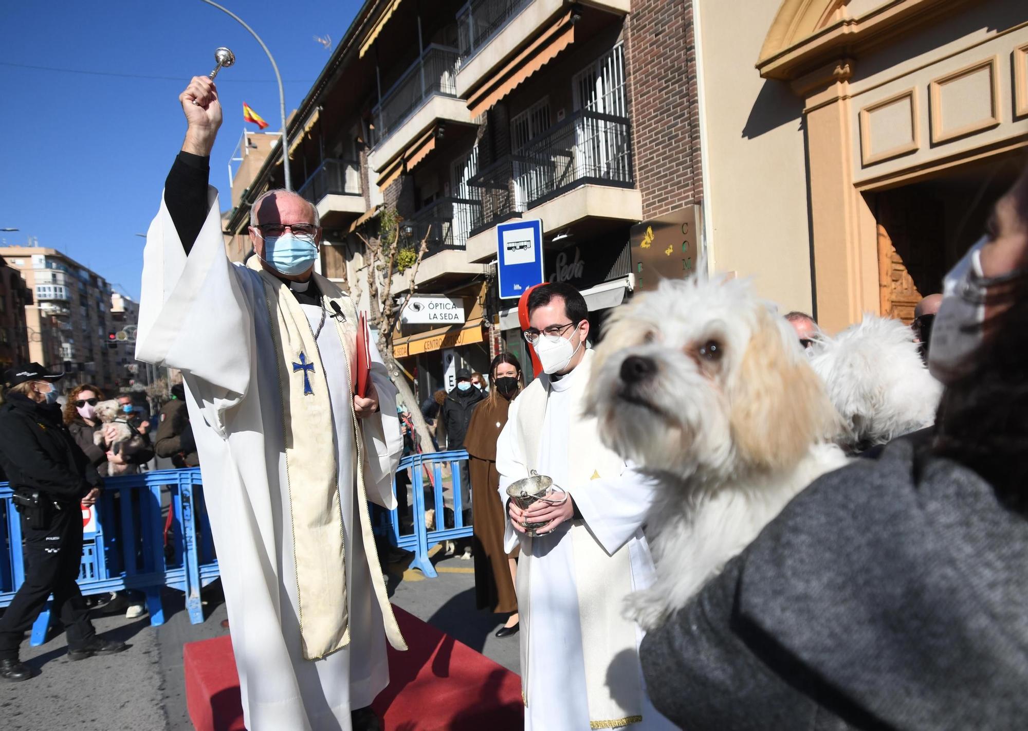 Las mascotas reciben su bendición por San Antón en Murcia (II)
