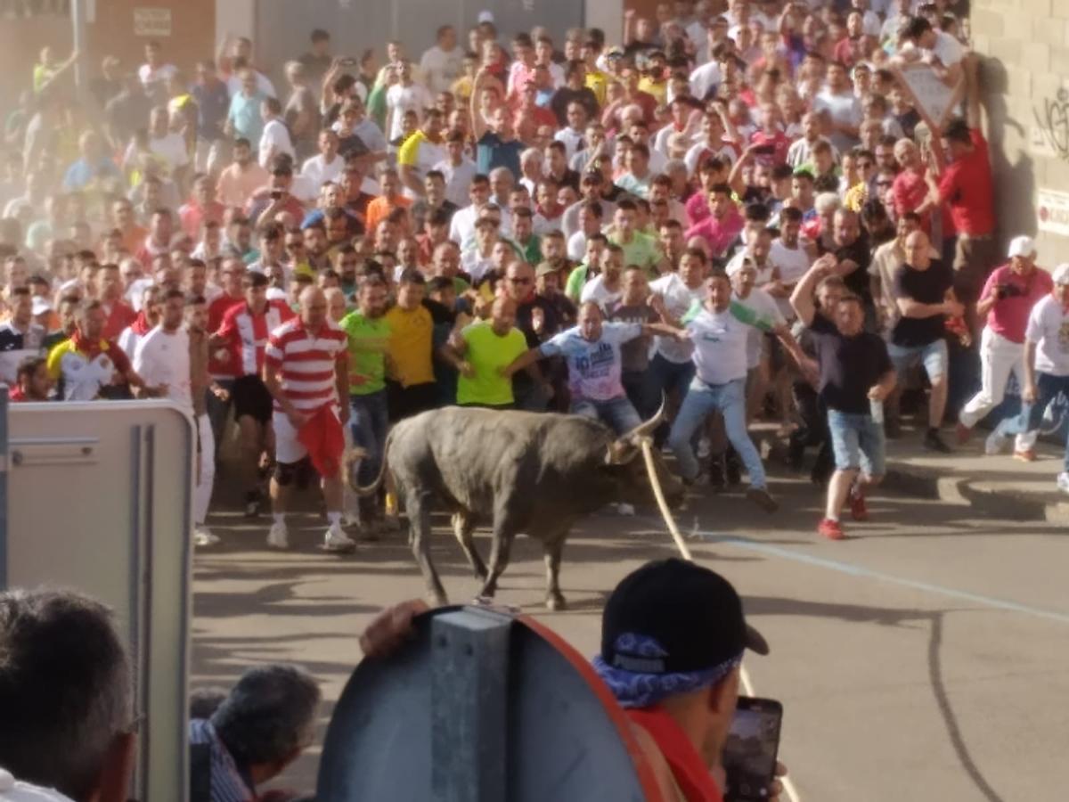 GALERÍA | El final de la carrera de Galocho, inédito en la historia del Toro Enmaromado de Benavente