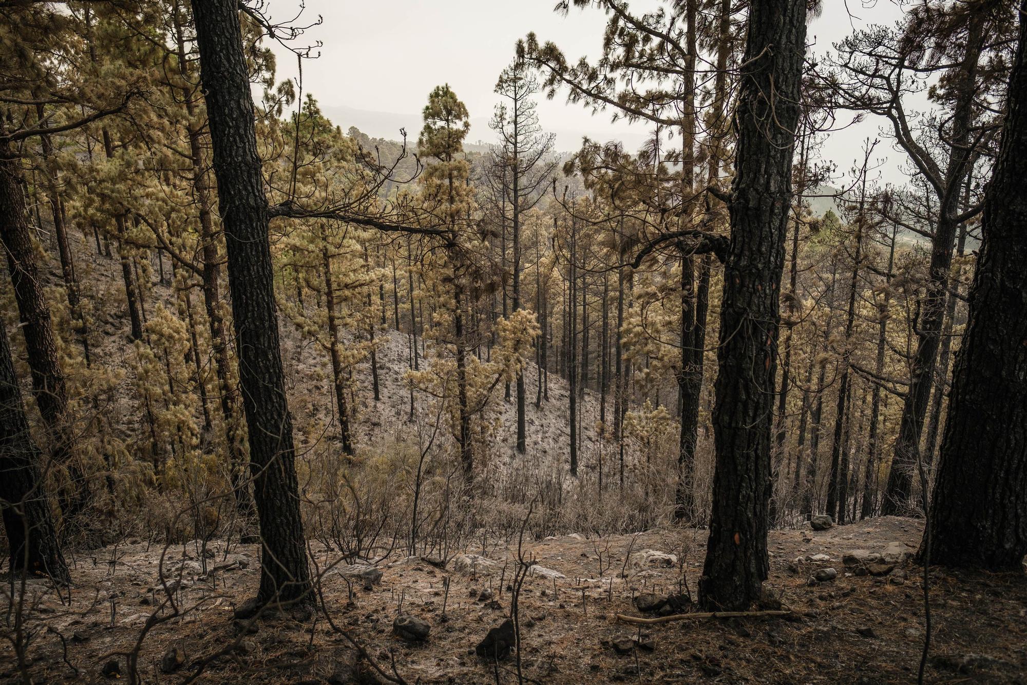 Imágenes de este domingo del incendio de Tenerife.