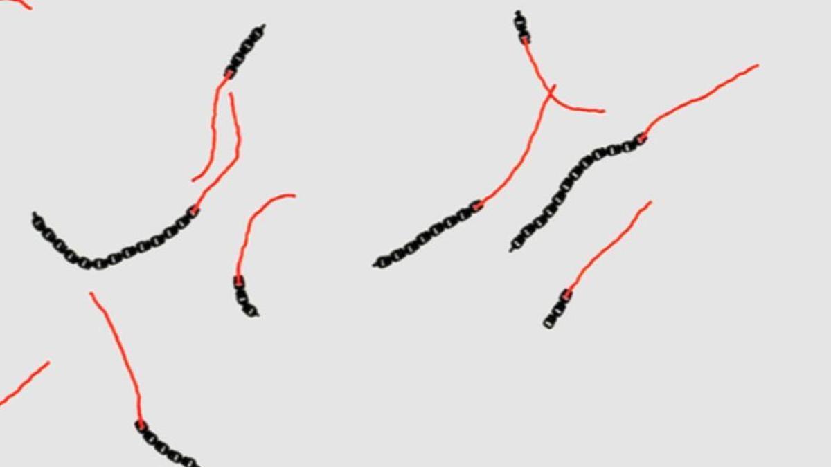 Pequeños robots impresos en 3D nadan y navegan como animales: ¿están vivos?