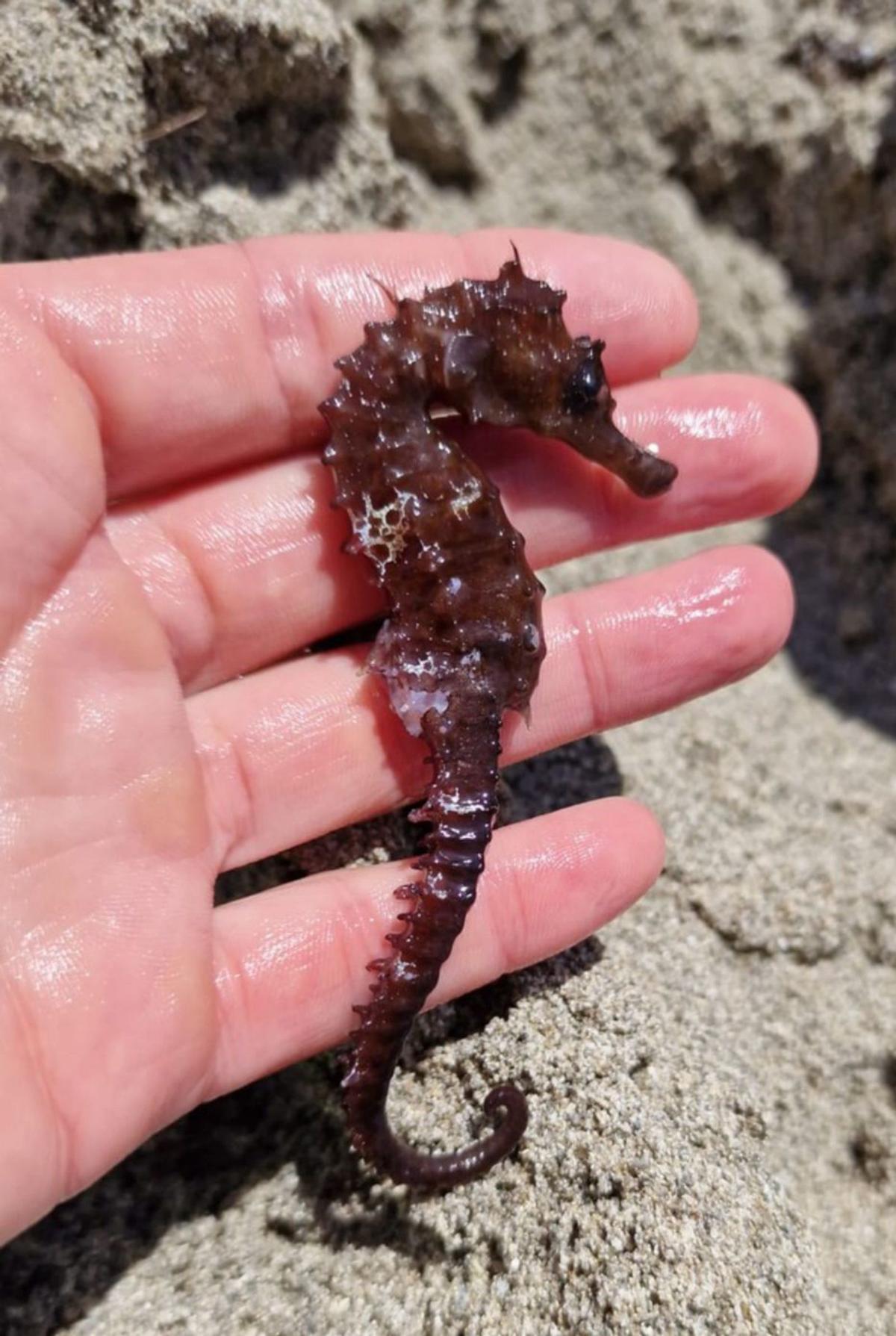 Así mataron unos turistas italianos a un caballito de mar en Ibiza: 'Se 