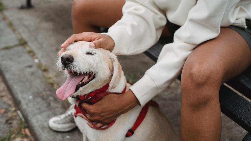 ¿Tu mascota ya tiene DNI? Con la nueva Ley de Bienestar Animal es obligatorio