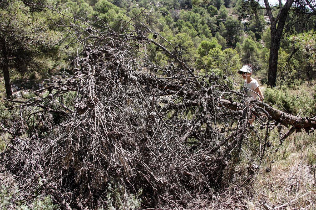 Decenas de pinos secos en tierra en diversos enclaves de la sierra de Mariola.
