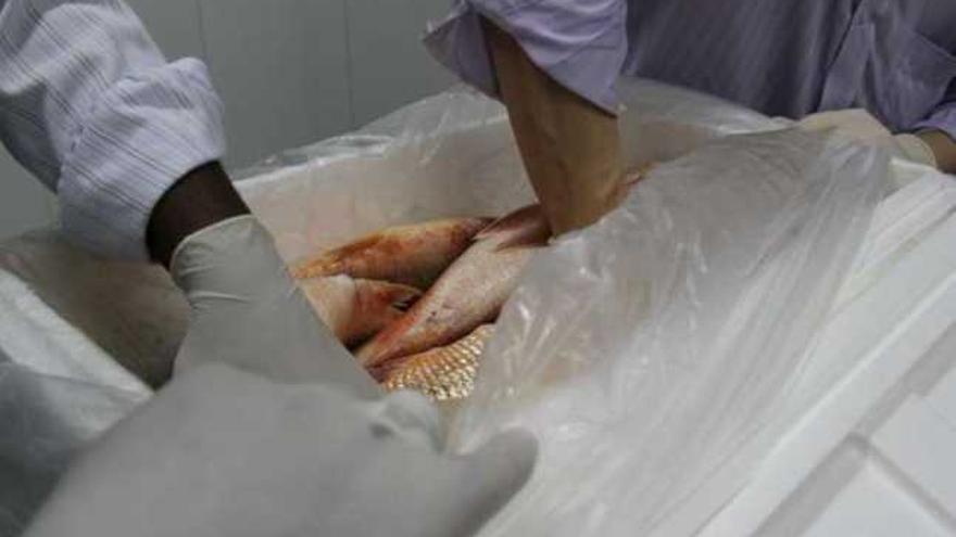 La cocaína iba oculta en bolsas a modo de hielo para cubrir el pescado congelado.  // PF