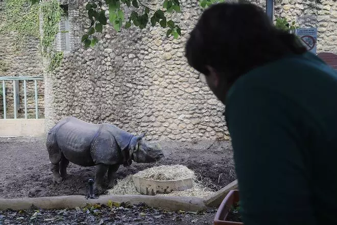 Así es 'Manas', el rinoceronte indio de Córdoba