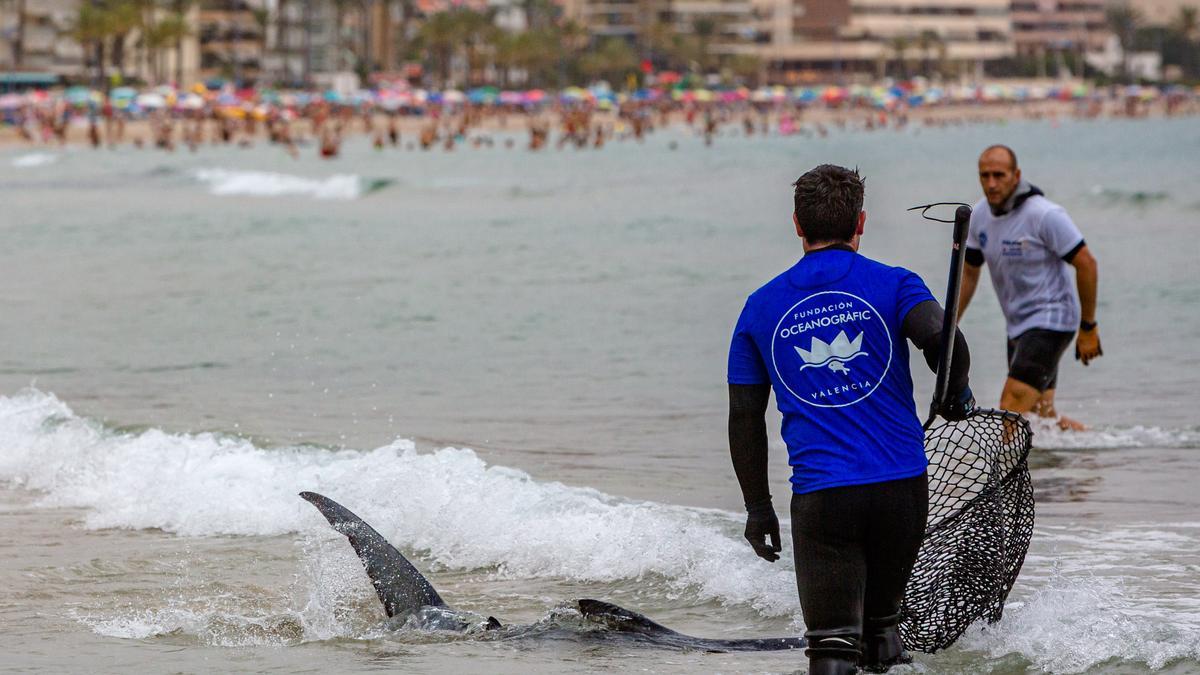 Aparece un tiburón de dos metros en Benidorm