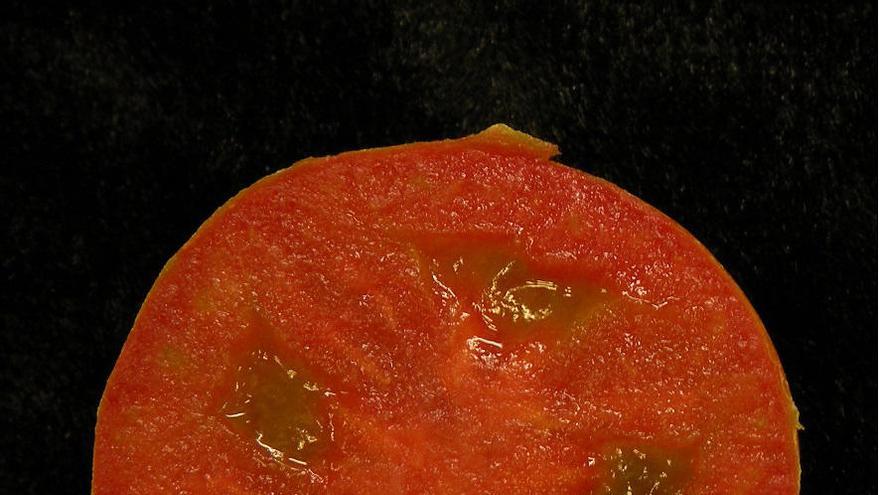 El gen de los tomates sin semillas