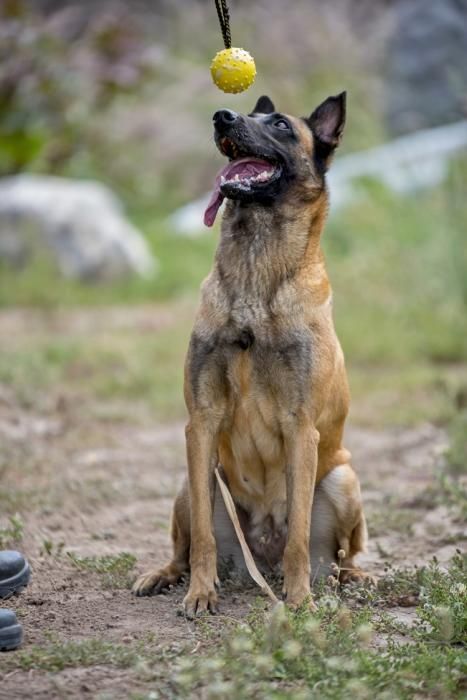 Reportaje a la Unidad Canina de la Policia ...