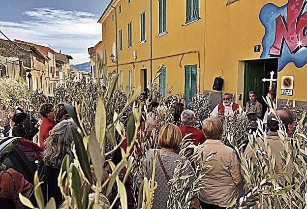 Numerosas ramas de olivo en Alaró.