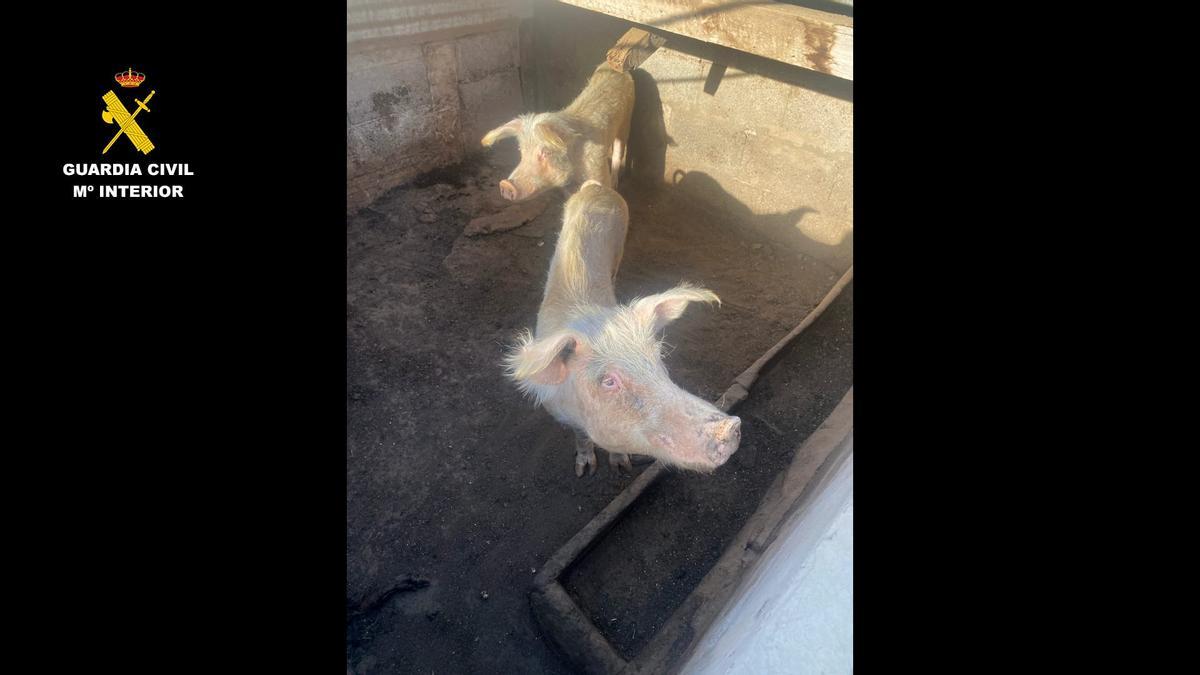 Nuevo hallazgo macabro en Canarias unos 200 animales malnutridos y restos quemados en tres explotaciones ganaderas