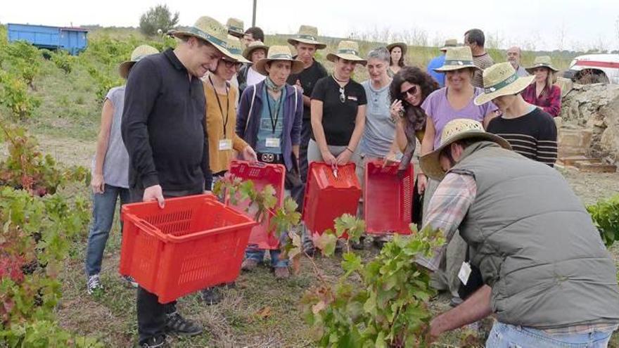 Verema solidària en una vinya d&#039;Espolla