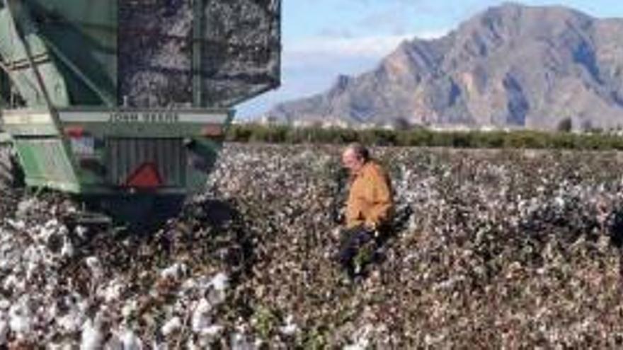 Los agricultores de la comarca llevan varios años solicitando las subvenciones para el cultivo del algodón. Este año se han cultivado 10 hectáreas experimentales