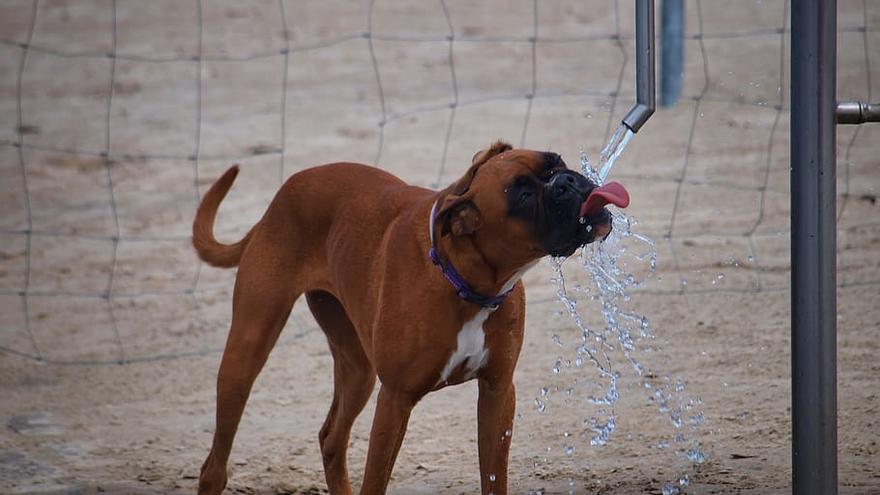 És important tenir aigua fresca sempre a disposició de les mascotes