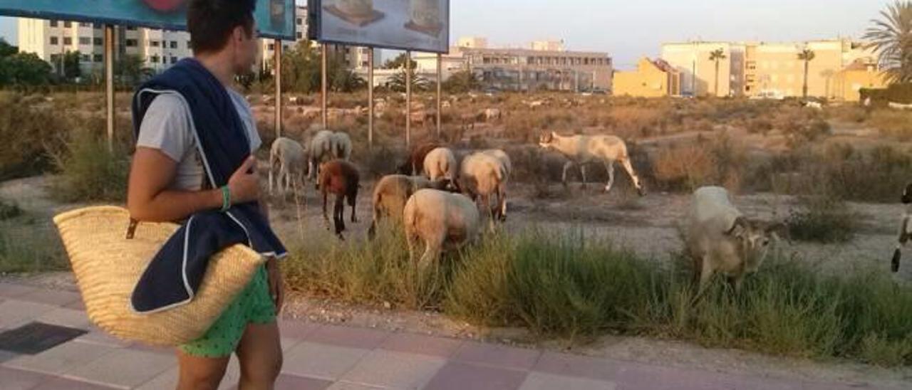 Las ovejas pastan en solares de Playa San Juan y Muchavista