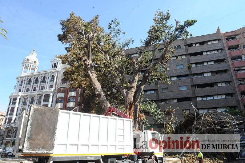 El día después de la caída de la rama del ficus de