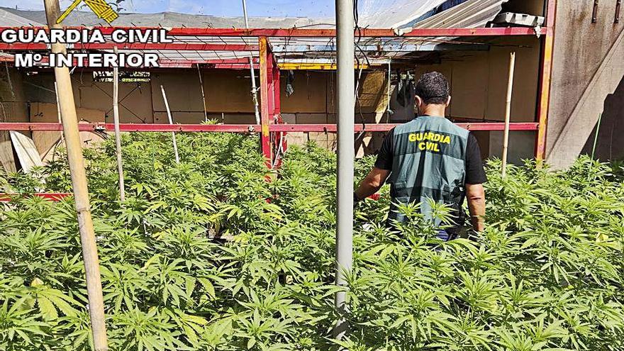 Hallan 600 plantas de marihuana en Canals