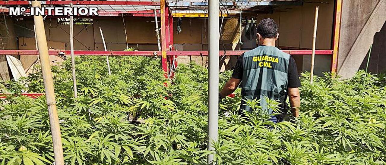 Imagen de parte de las plantas aprehendidas. | GUARDIA CIVIL