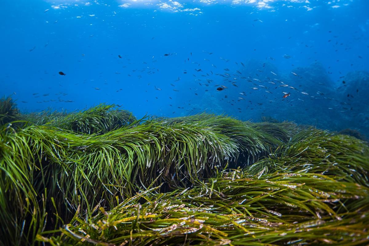Praderas de posidonia, en el Mediterráneo, amenazadas por las olas de calor marinas