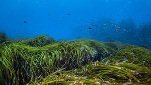 Praderas de posidonia, en el Mediterráneo, amenazadas por las olas de calor marinas