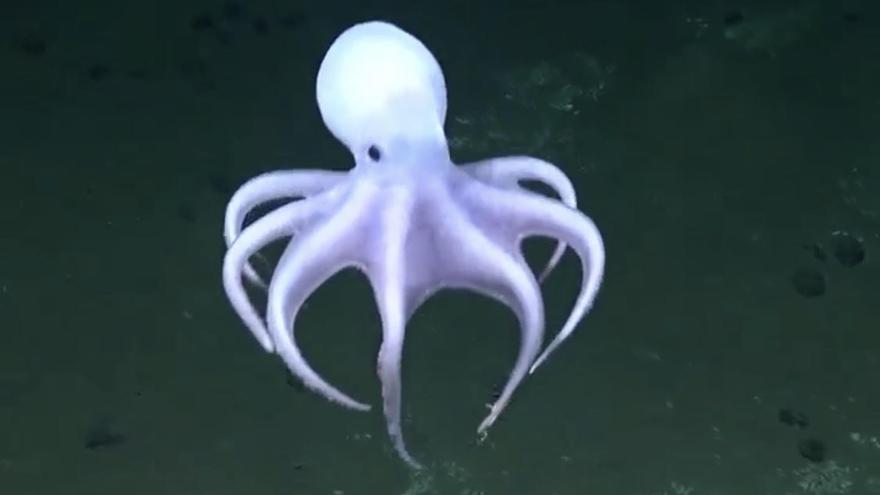 Un oceanográfico &quot;made in Vigo&quot; logra ver a Casper, el pulpo fantasma jamás capturado