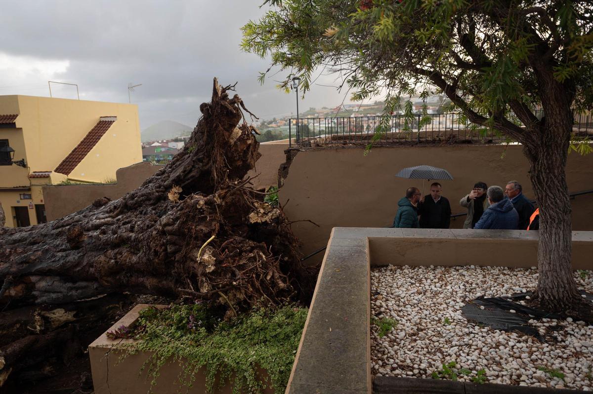Drago de San Francisco, en Los Realejos, caído por el temporal