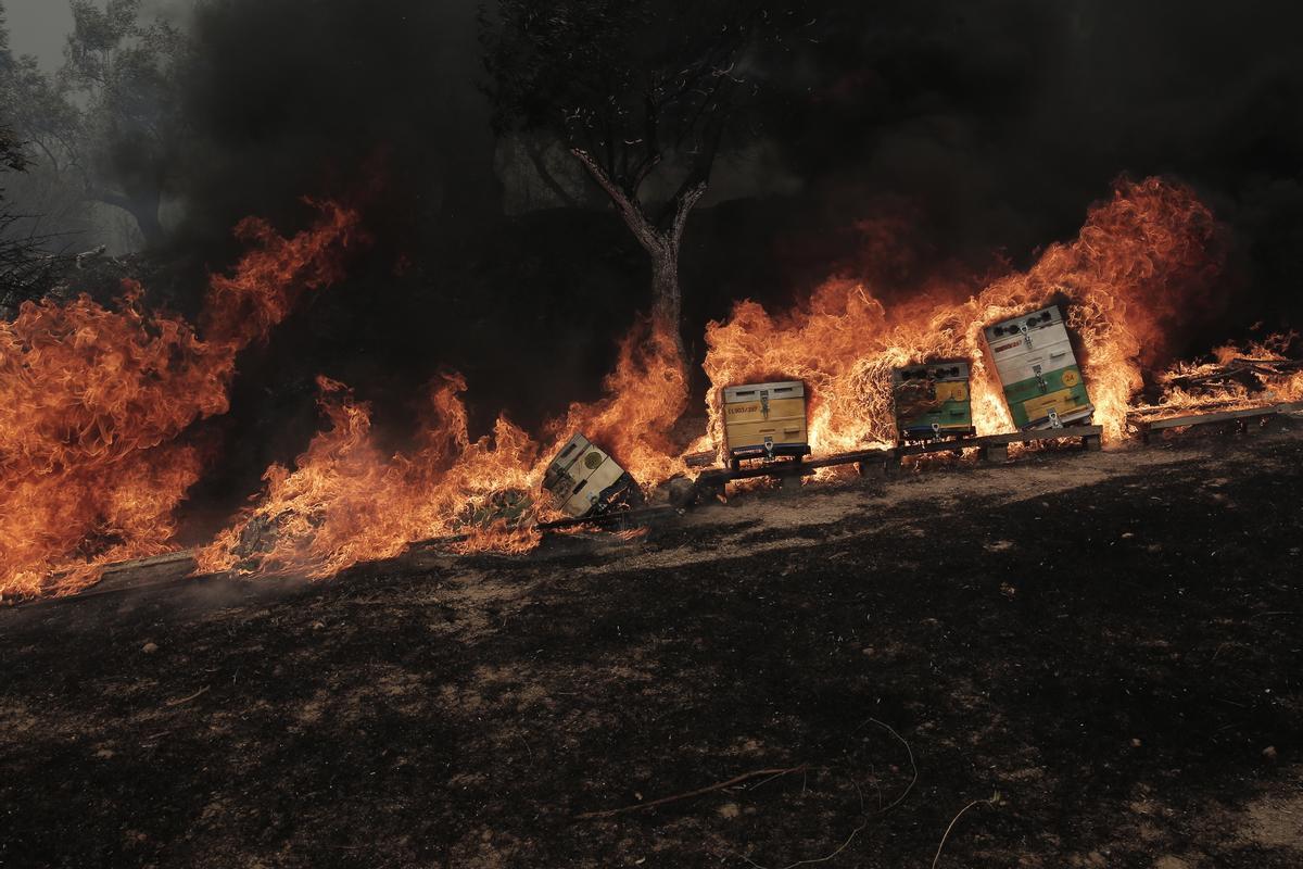 Al menos a 26 personas muertas en una nueva ola de incendios en Grecia