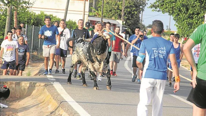 Santa Bárbara de Burriana vibra con su tradicional ‘bou en corda’