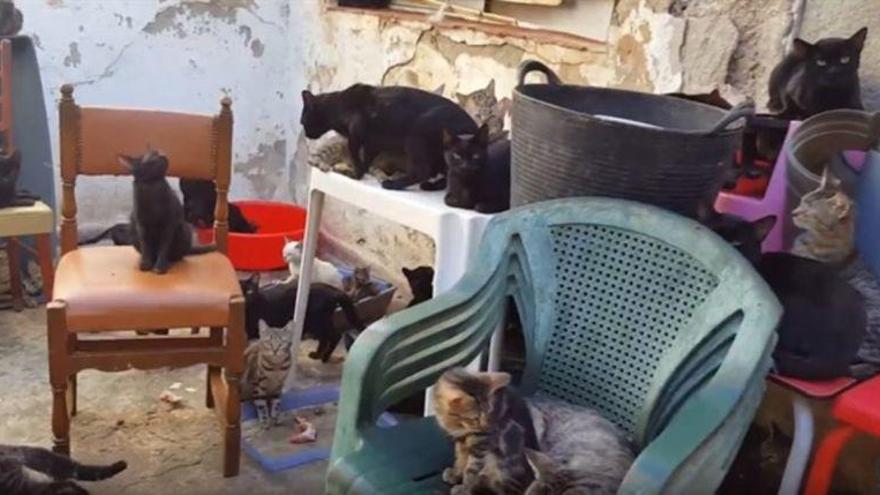 La Policía retira 101 gatos de una casa en Málaga