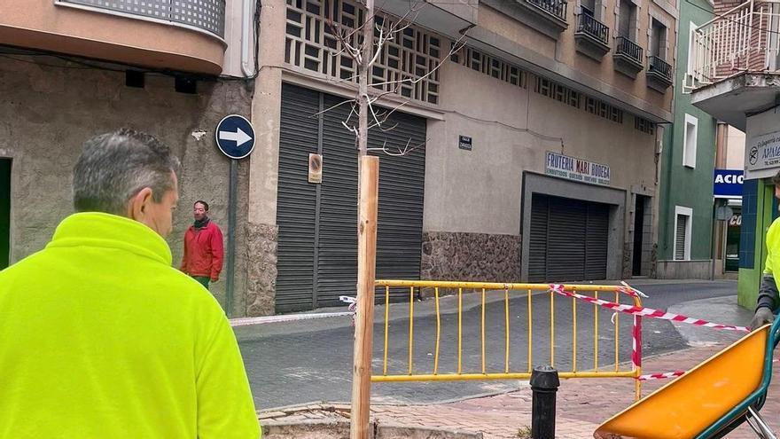 El Ayuntamiento de Navalmoral de la Mata renueva el arbolado de la plaza del Doctor Murillo por seguridad
