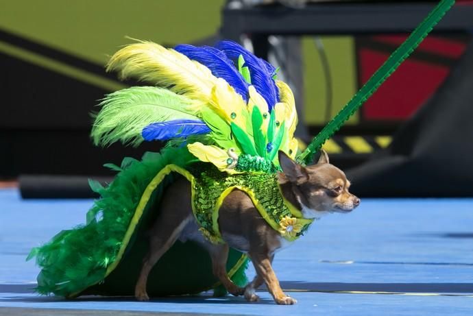 24.02.19. Las Palmas de Gran Canaria. Carnaval 2019. Concurso Carnaval Canino 2019. Francisco Javier Acosta Santana, presenta aNala, con la fantasía "Bailando entre tucanes". Foto Quique Curbelo