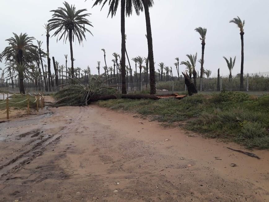 Las lluvias torrenciales de la Semana Santa y el temporal de levante derribaron ejemplares de palmera. Entre ellas una de 130 años y 13 metros de longitud. Además el muro de la propiedad hizo efecto b