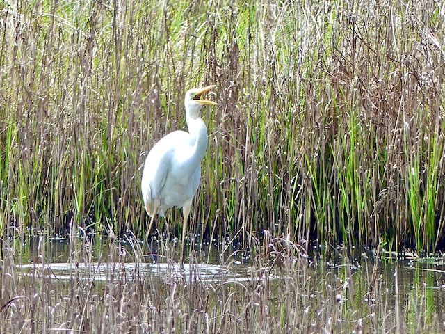 Garza blanca.