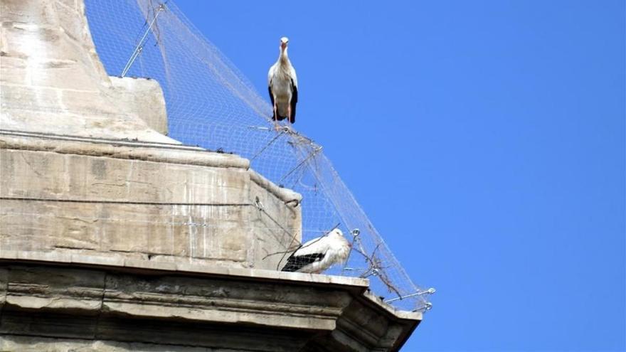 Atrapadas más cigüeñas en la catedral Nueva de Lérida